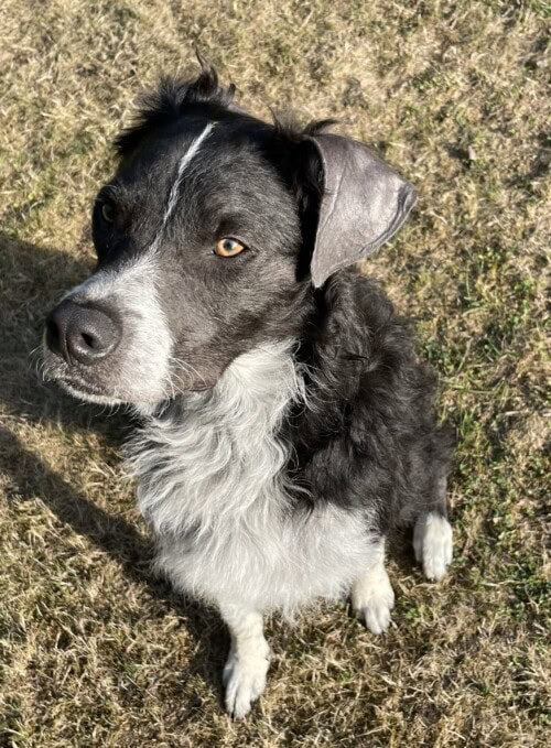 Dysplasie des follicules pileux noirs chez un Border Collie