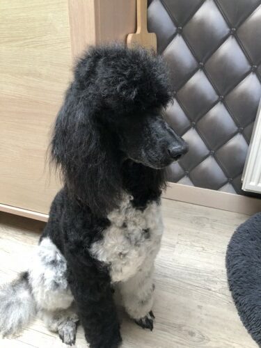 Un cas d'adénite sébacée chez un caniche royal