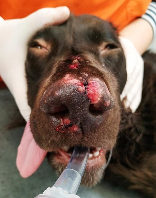 Un cas de dermatomycose à Penicillium associée à un syndrome d’Ehlers-Danlos chez un chien