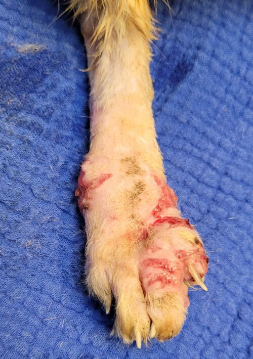 Un cas de botryomycose feline chez un chat fiv positif