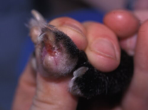 Formation continue en Dermatologie Vétérinaire depuis 25 ans ! Une main tient un chaton avec une blessure ou une infection visible près du visage.