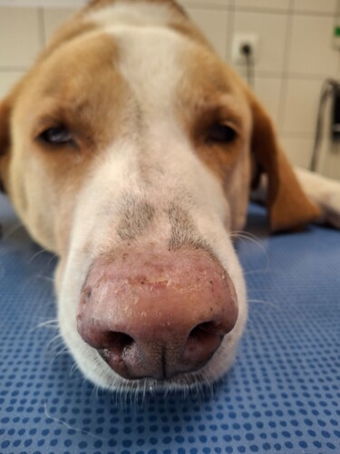 Un cas de lupus cutané nasal canin Un cas de lupus cutané nasal canin