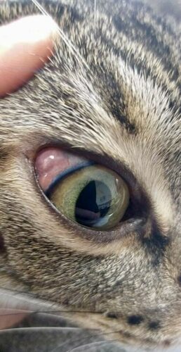 Un cas d’histoplasmose cutanée et oculaire chez un chat importé du Brésil
