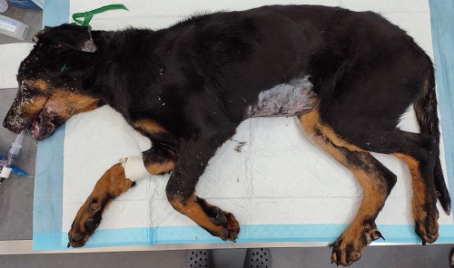 Un cas de dermatomyosite original chez un Beauceron