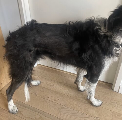 Dysplasie des follicules pileux noirs chez un Border Collie