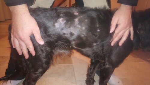 Un cas de dermatomycose à Penicillium associée à un syndrome d’Ehlers-Danlos chez un chien