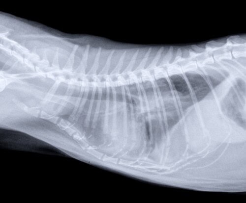 Un cas atypique de metastases digitees de tumeur pulmonaire chez un chat Radiographie d'un animal, probablement un chat ou un petit chien, montrant la structure du squelette thoracique et vertébral.