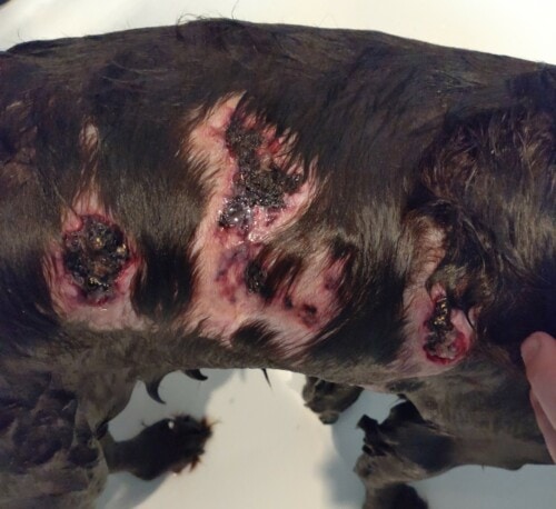 Un cas de dermatomycose à Penicillium associée à un syndrome d’Ehlers-Danlos chez un chien