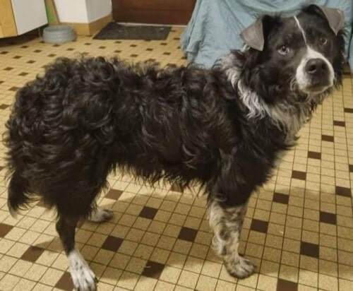 Dysplasie des follicules pileux noirs chez un Border Collie