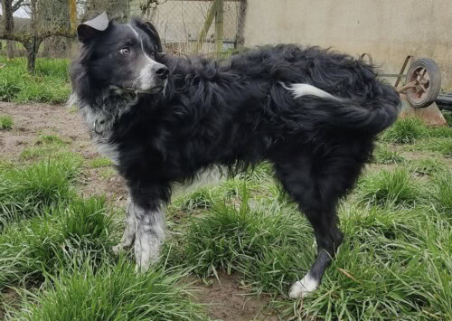 Dysplasie des follicules pileux noirs chez un Border Collie
