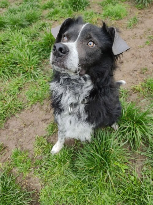 Dysplasie des follicules pileux noirs chez un Border Collie