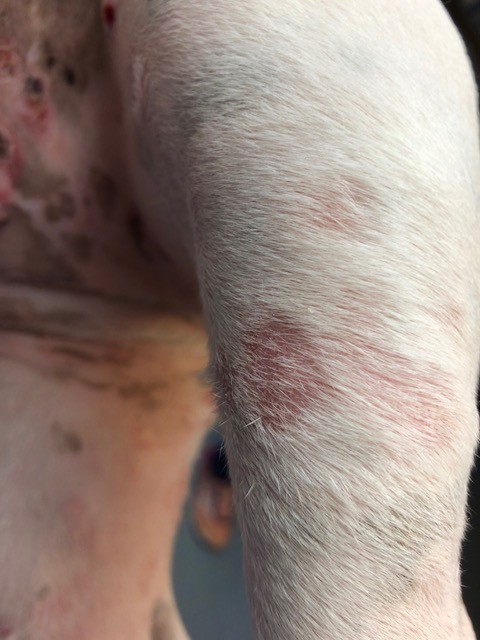 Un cas de Lymphome cutané épithéliotrope sur un jeune chien Un cas de Lymphome cutané épithéliotrope sur un jeune chien