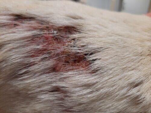 Un cas d’osteoma cutis chez un terrier