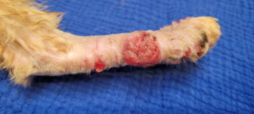 Un cas de botryomycose feline chez un chat fiv positif