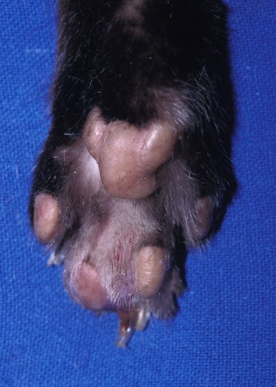 Un cas atypique de metastases digitees de tumeur pulmonaire chez un chat Une patte de chat présentant des anomalies, avec des ongles anormalement développés et une peau particulière.