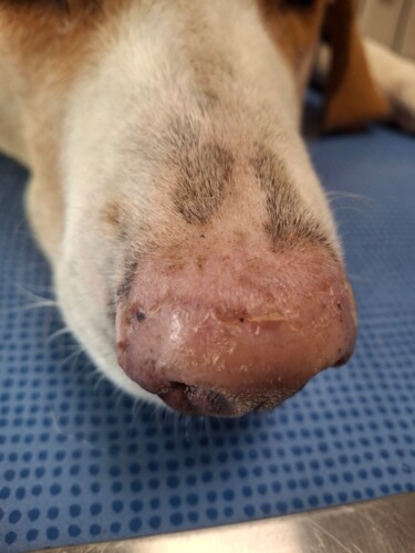 Un cas de lupus cutané nasal canin Un cas de lupus cutané nasal canin