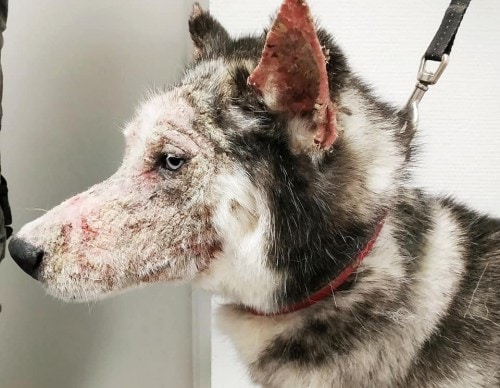 Un cas de dermatose répondant au zinc chez un Husky