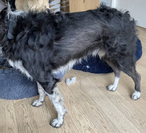Dysplasie des follicules pileux noirs chez un Border Collie