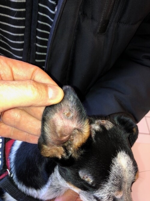Un cas de vasculopathie familiale du Jack Russel Terrier