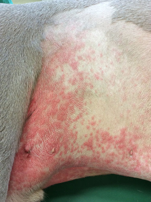 Dermatite éosinophilique et œdème chez un Braque de Weimar évoquant le syndrome de Wells