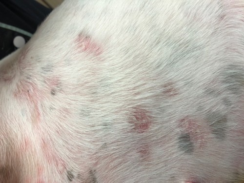 Un cas de Lymphome cutané épithéliotrope sur un jeune chien Un cas de Lymphome cutané épithéliotrope sur un jeune chien