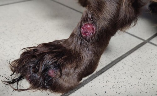 Un cas de dermatomycose à Penicillium associée à un syndrome d’Ehlers-Danlos chez un chien