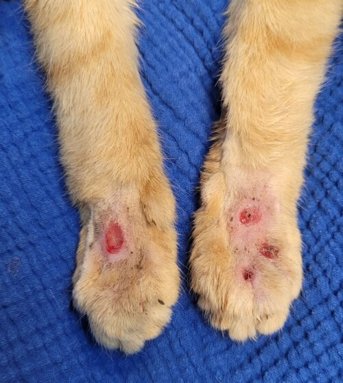 Un cas de botryomycose feline chez un chat fiv positif