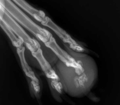 Un cas atypique de metastases digitees de tumeur pulmonaire chez un chat Une radiographie de la main montrant une fracture, avec une vision en noir et blanc, mettant en évidence les os et la blessure.