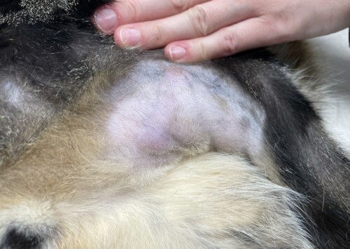 Un cas d’histoplasmose cutanée et oculaire chez un chat importé du Brésil