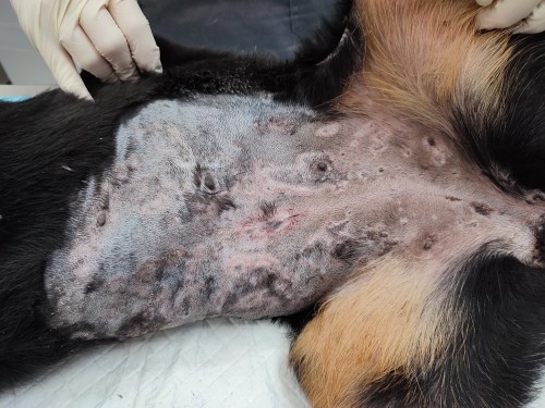 Un cas de dermatomyosite original chez un Beauceron