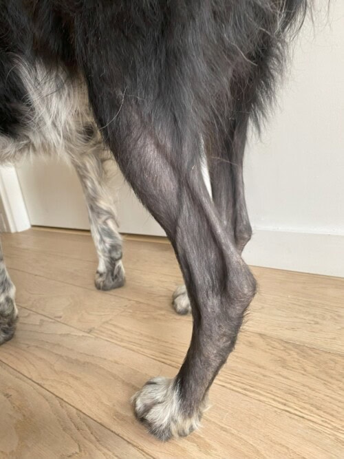 Dysplasie des follicules pileux noirs chez un Border Collie