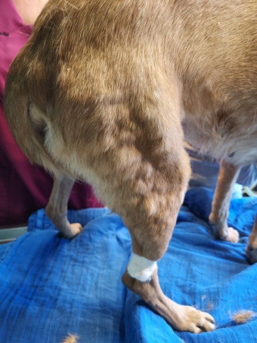 Dermatofibrose nodulaire chez un chien croisé malinois