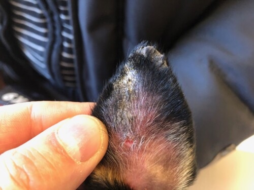 Un cas de vasculopathie familiale du Jack Russel Terrier
