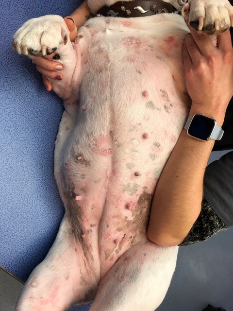 Un cas de Lymphome cutané épithéliotrope sur un jeune chien Un cas de Lymphome cutané épithéliotrope sur un jeune chien