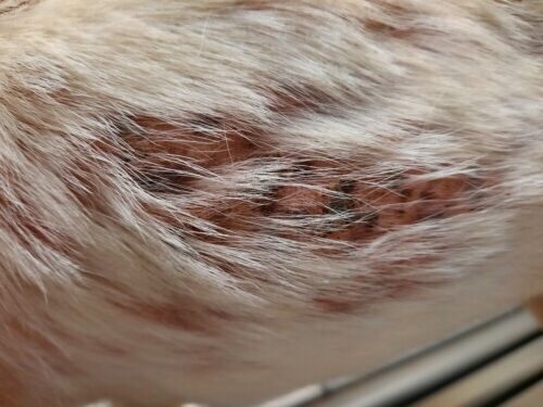 Un cas d’osteoma cutis chez un terrier