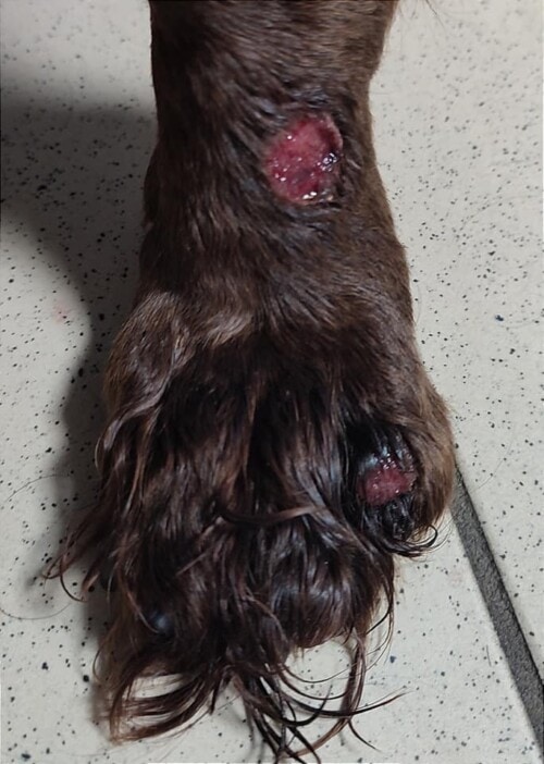 Un cas de dermatomycose à Penicillium associée à un syndrome d’Ehlers-Danlos chez un chien