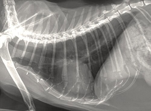 Un cas atypique de metastases digitees de tumeur pulmonaire chez un chat Radiographie thoracique montrant des côtes, un diaphragme et une silhouette pulmonaire en vue latérale.