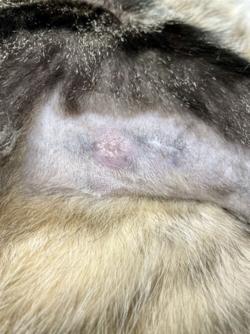 Un cas d’histoplasmose cutanée et oculaire chez un chat importé du Brésil