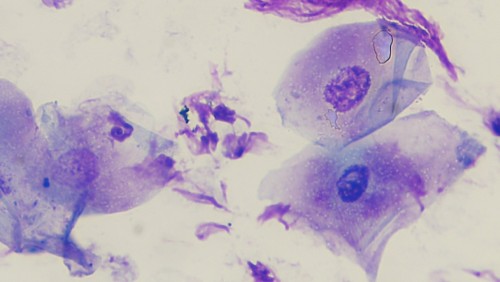 Un cas de dermatose répondant au zinc chez un Husky