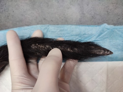 Un cas de dermatomyosite original chez un Beauceron