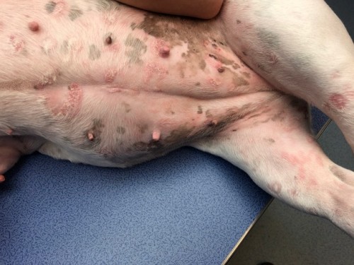 Un cas de Lymphome cutané épithéliotrope sur un jeune chien Un cas de Lymphome cutané épithéliotrope sur un jeune chien