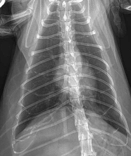 Un cas atypique de metastases digitees de tumeur pulmonaire chez un chat Rayons X de la colonne vertébrale thoracique et des côtes, montrant la structure osseuse dans un contexte médical.
