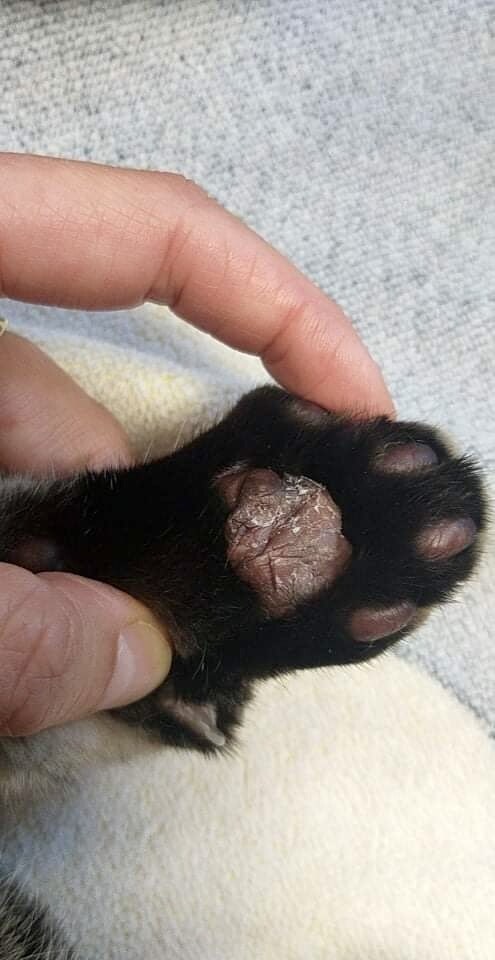 Un cas d’histoplasmose cutanée et oculaire chez un chat importé du Brésil