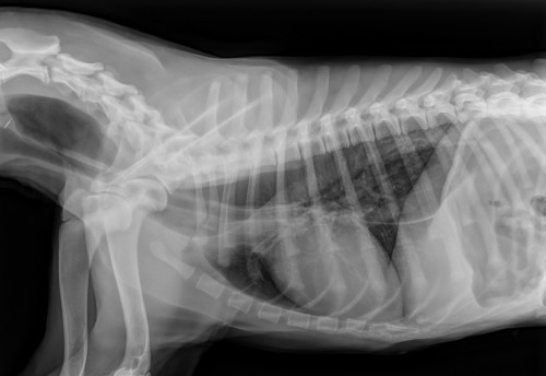 Un cas de dermatomyosite original chez un Beauceron