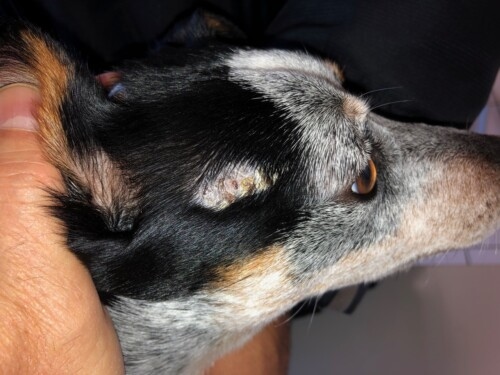 Un cas de vasculopathie familiale du Jack Russel Terrier