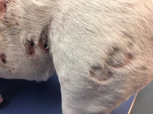 Un cas de Lymphome cutané épithéliotrope sur un jeune chien Un cas de Lymphome cutané épithéliotrope sur un jeune chien