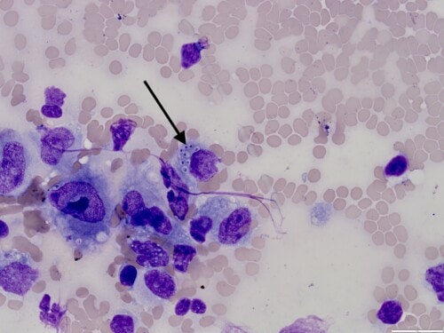 Un cas d’histoplasmose cutanée et oculaire chez un chat importé du Brésil