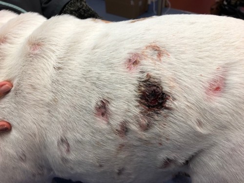 Un cas de Lymphome cutané épithéliotrope sur un jeune chien Un cas de Lymphome cutané épithéliotrope sur un jeune chien