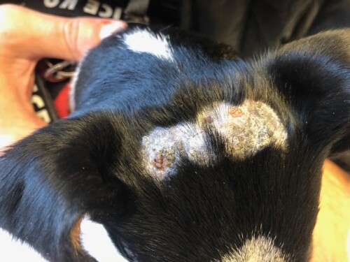 Un cas de vasculopathie familiale du Jack Russel Terrier