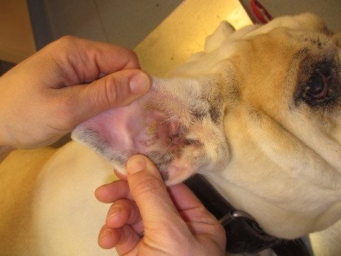 Un cas de pemphigus foliacé à tropisme podal